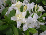 vignette Rhododendron  'Tauton Lace' - Azale caduque