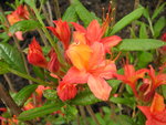 vignette Rhododendron  coccinea speciosa = Rhododendron coccinea speciosa = Rhododendron 'Coccinea Speciosa'