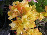 vignette Rhododendron  'Cheerful Giant' - Azale caduque