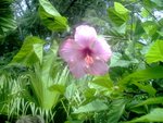 vignette hibiscus rose