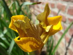 vignette iris des fleuristes