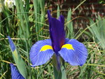 vignette iris des fleuristes