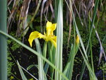 vignette Iris palustris