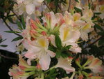 vignette Rhododendron 'Daviesi'