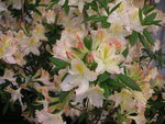 vignette Rhododendron  'Daviesi'