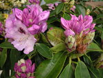 vignette Rhododendron  'Blue Jay'