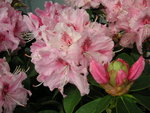 vignette Rhododendron 'Albert Schweitzer'