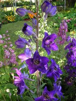 vignette Delphinium - Pied d'Alouette