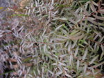 vignette Phyllanthus ninuri subsp lathyroides