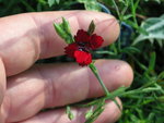 vignette Dianthus deltoides