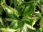 vignette Eryngium agavifolium