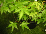 vignette Acer palmatum