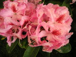 vignette Rhododendron  'Furnival's Daughter'