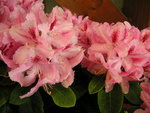 vignette Rhododendron 'Furnival's Daughter'