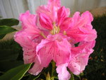 vignette Rhododendron  'Pink Pearl'