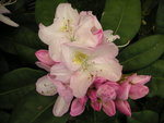 vignette Rhododendron 'Gomer Waterer'