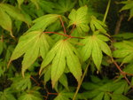 vignette Acer palmatum 'Shigitatsu Sawa'