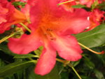 vignette Rhododendron dichroanthum subsp. scyphocalix