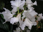 vignette Rhododendron 'Cunningham 's White'