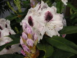 vignette Rhododendron 'Sappho'