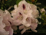 vignette Rhododendron 'Casalp'