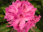 vignette Rhododendron  'Anna Krushk'