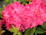 vignette Rhododendron  'Germania'