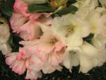 vignette Rhododendron  'Dusty Miller'