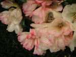 vignette Rhododendron  'Dusty Miller'