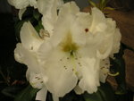 vignette Rhododendron  'Phyllis Korn'
