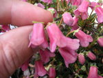 vignette Rhododendron 'Myrtilloides'