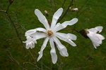 vignette Magnolia stellata (fleur)