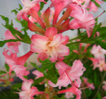 vignette Rhododendron 'Corneille'