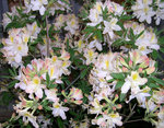 vignette Rhododendron 'Daviesii'