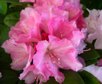 vignette Rhododendron 'Doc'