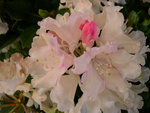 vignette Rhododendron 'Dreamland'