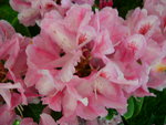 vignette Rhododendron 'Furnivall's Daughter'