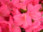 vignette Rhododendron 'Greenway'
