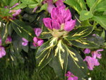 vignette Rhododendron  'Goldflimmer'