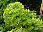 vignette Euphorbia characias