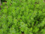 vignette Phuopsis stylosa = Crucianella stylosa - Crucianelle ou Lilas de terre