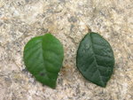 vignette Luma chequen  (Myrtus chequen) et Luma apiculata ( Myrtus luma)