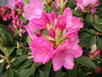 vignette Rhododendron  'Pink Perfection'