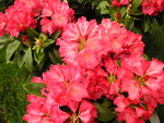 vignette Rhododendron  'Morgenrot'