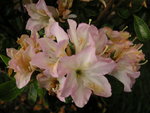 vignette Rhododendron 'Irohayama' = Rhododendron 'Dainty'