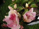 vignette Rhododendron 'Ho Oden'