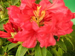 vignette Rhododendron  'Earl of Donoughmore'