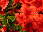 vignette Rhododendron 'Girard's  Scarlet'