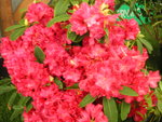 vignette Rhododendron 'Wilgen' s Ruby'