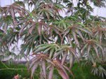 vignette Acer palmatum 'Trompenburg'